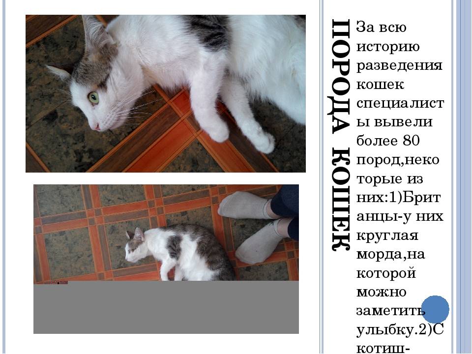 Разведение кошек - прибыльный бизнес или увлечение - кошовед - сайт любителей кошек и котов