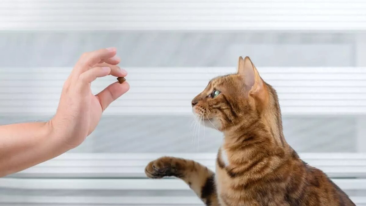 Как приучить котенка к когтеточке: быстро и эффективно | ваши питомцы