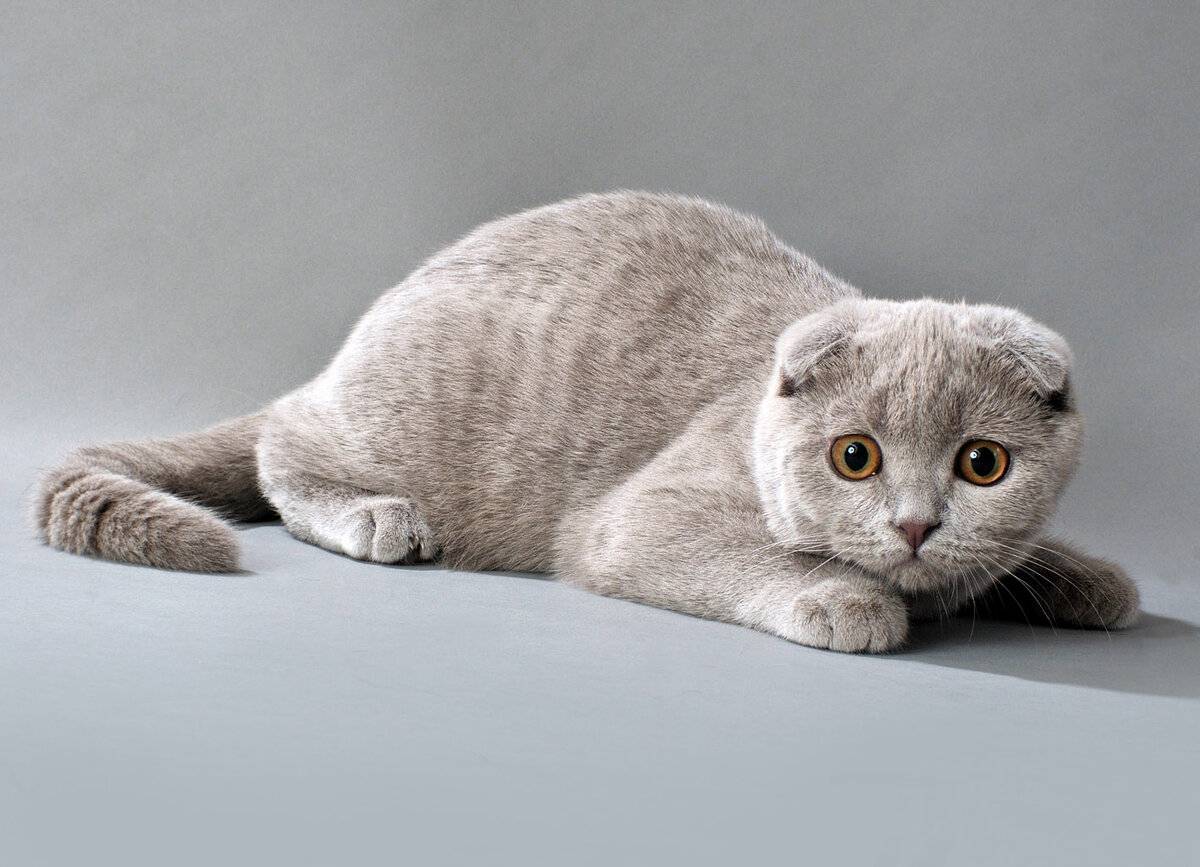 Шотландская вислоухая кошка (скоттиш фолд): 80 фото, описание, окрас, характер кошек