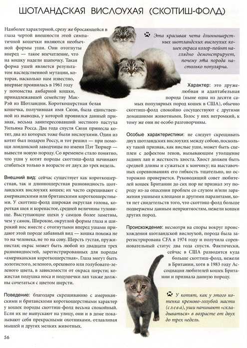Шотландская вислоухая кошка – описание, уход, характер, кормление