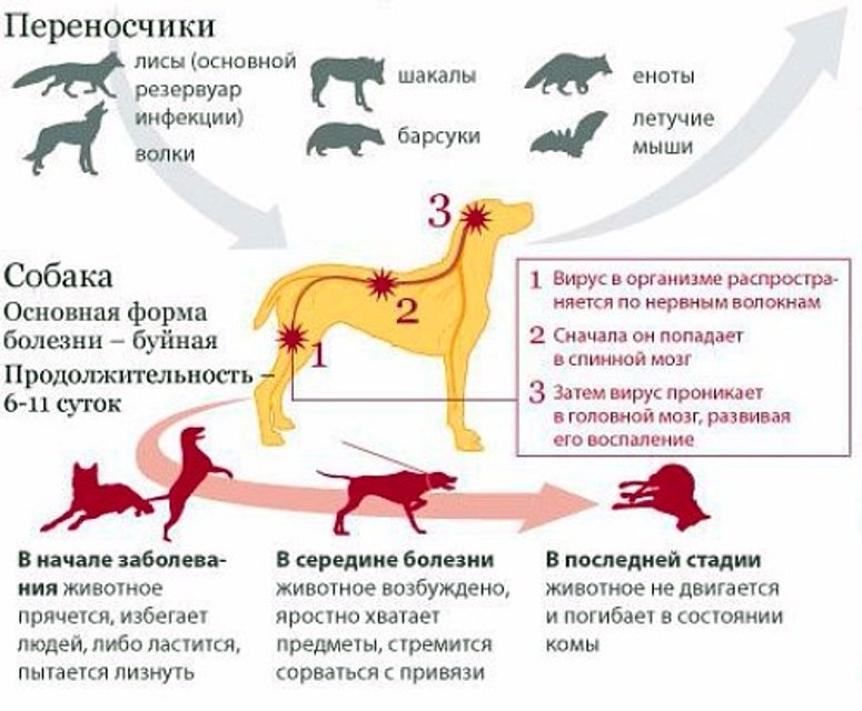 Разновидности заболеваний нервной системы у собак