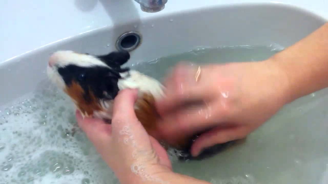 Как мыть морскую свинку?