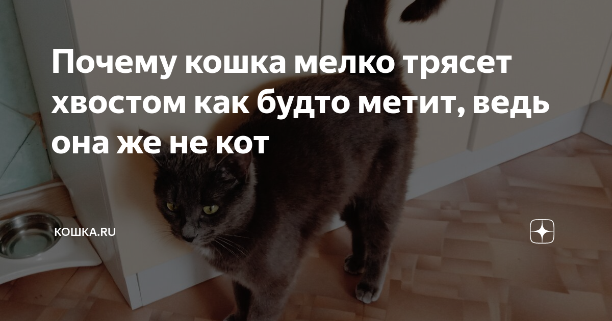 Почему коты дергают хвостом | кот и кошка