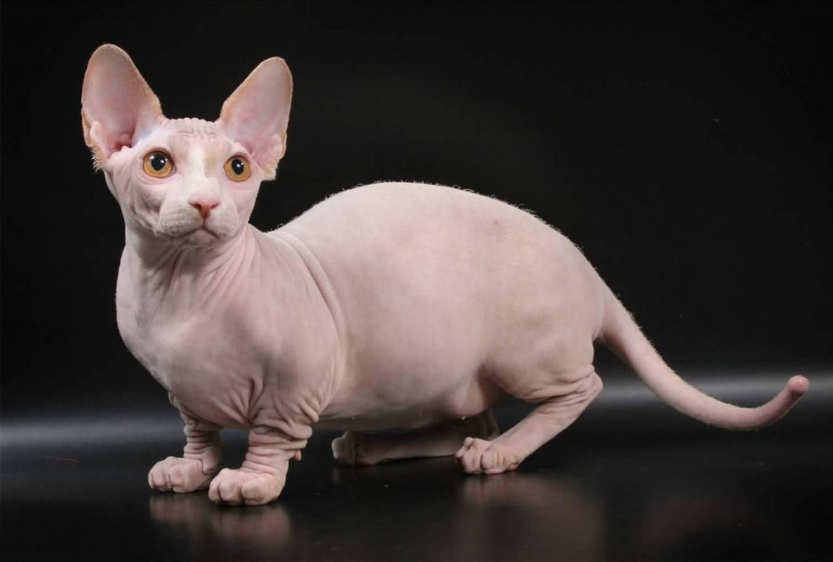 Кот бамбино — лысая такса в мире кошек