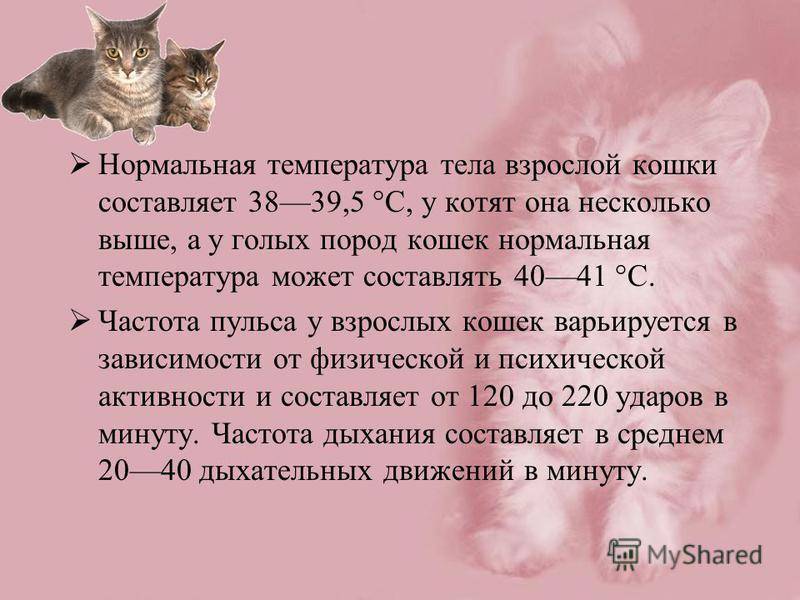 Основные признаки и примеры когда у кошки температура: определение без градусника