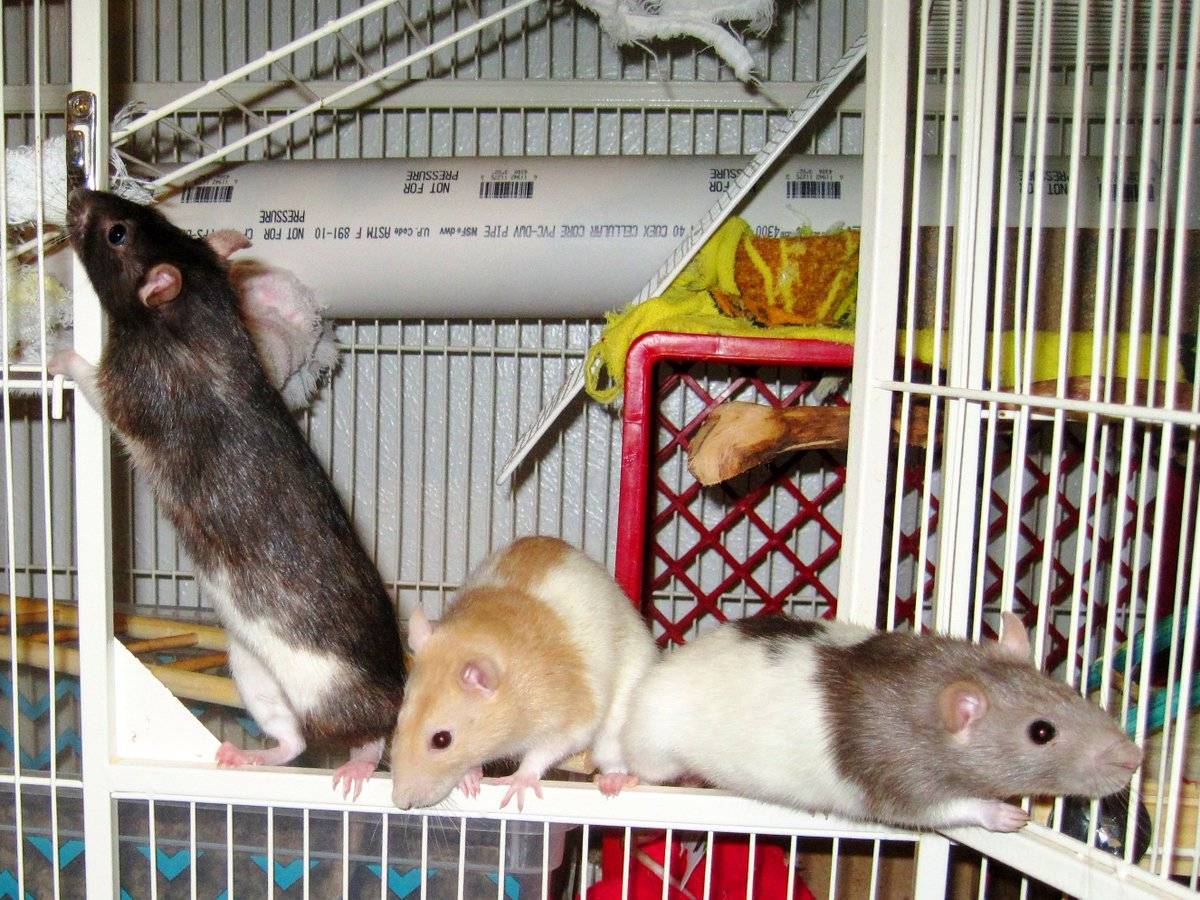 Домашняя крыса: отзывы, содержание, уход, кормление, разведение. сколько живет крыса в домашних условиях