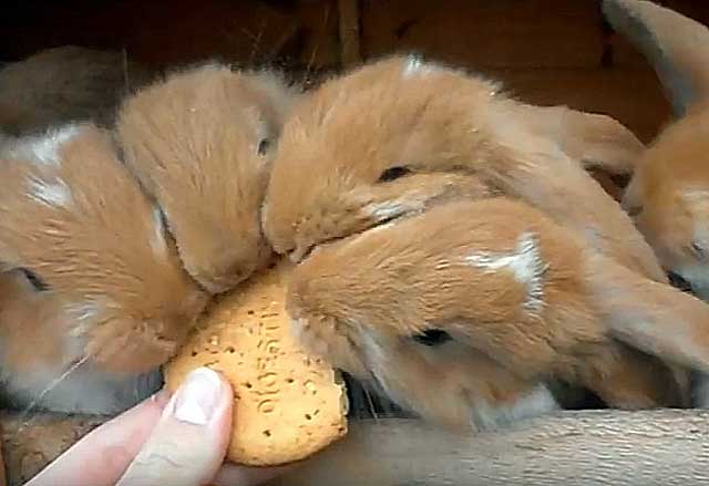 Разрешается ли кормление кроликов хлебом или сухарями: польза и вред