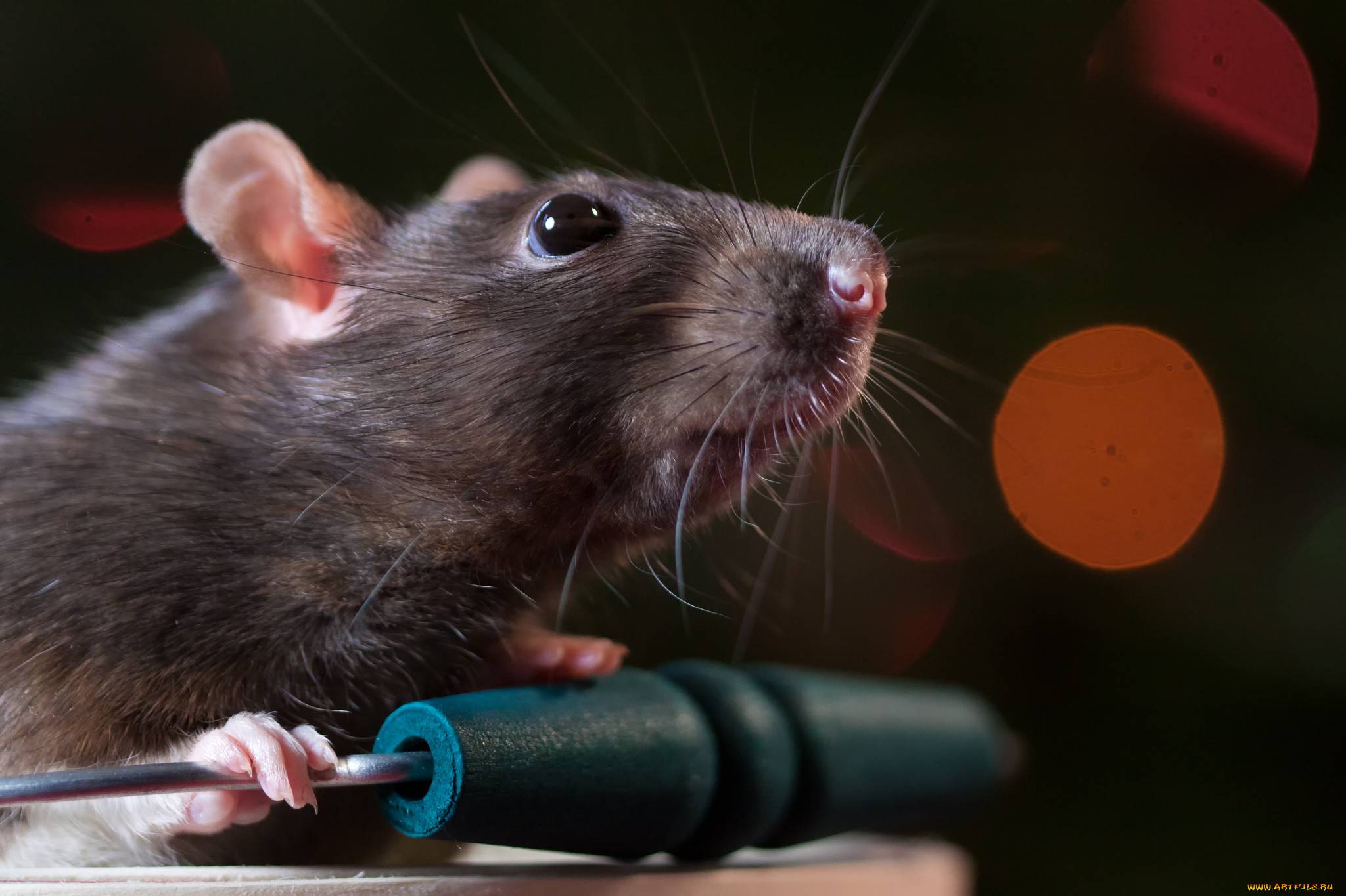 Ученые: крысы видят мир не так как все. видят ли крысы в темноте