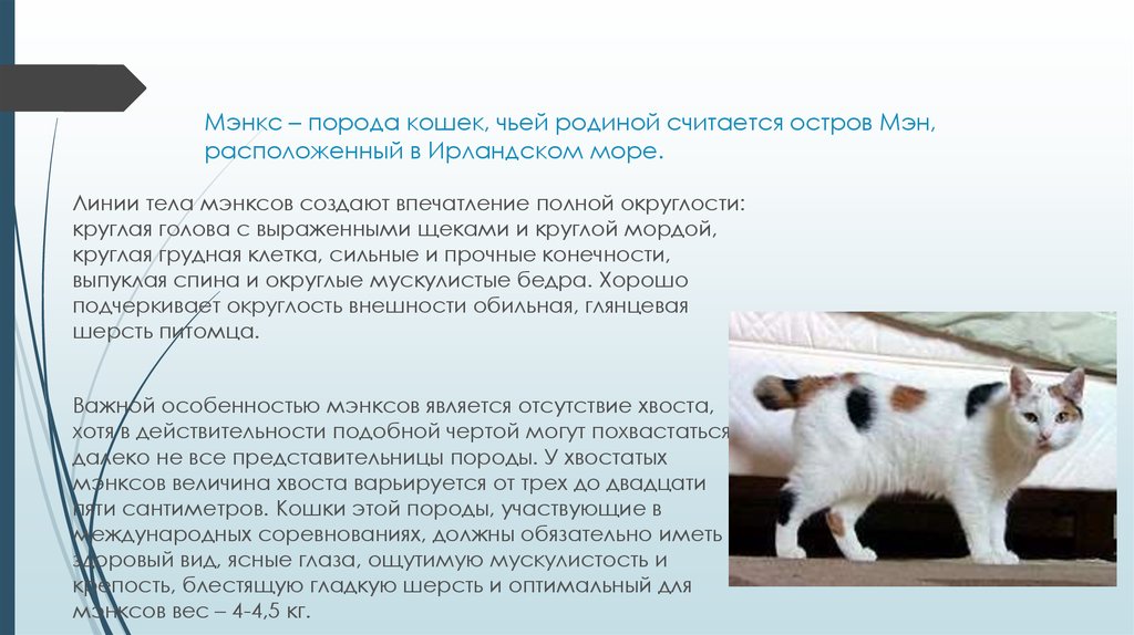 Кошки кимрик — описание бесхвостой породы и основные характеристики питомца (95 фото)
