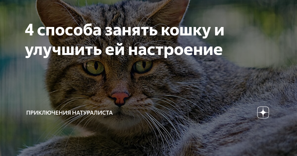 4 способа занять кошку и улучшить ей настроение