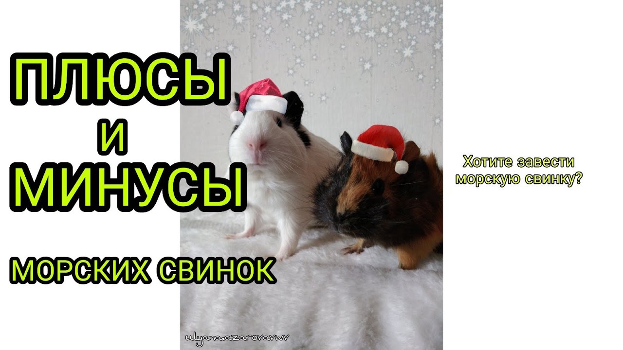 Кого лучше завести — шиншиллу или морскую свинку