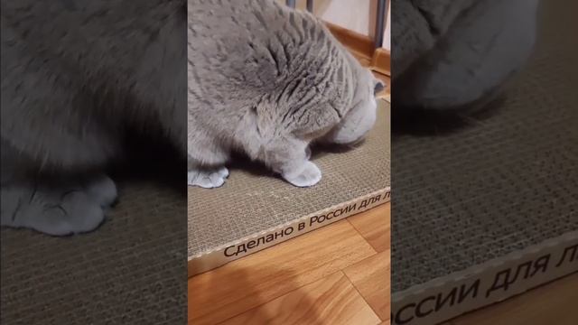 Как приучить кота к когтеточке