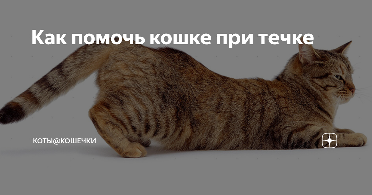 Сколько идет течка у кошек