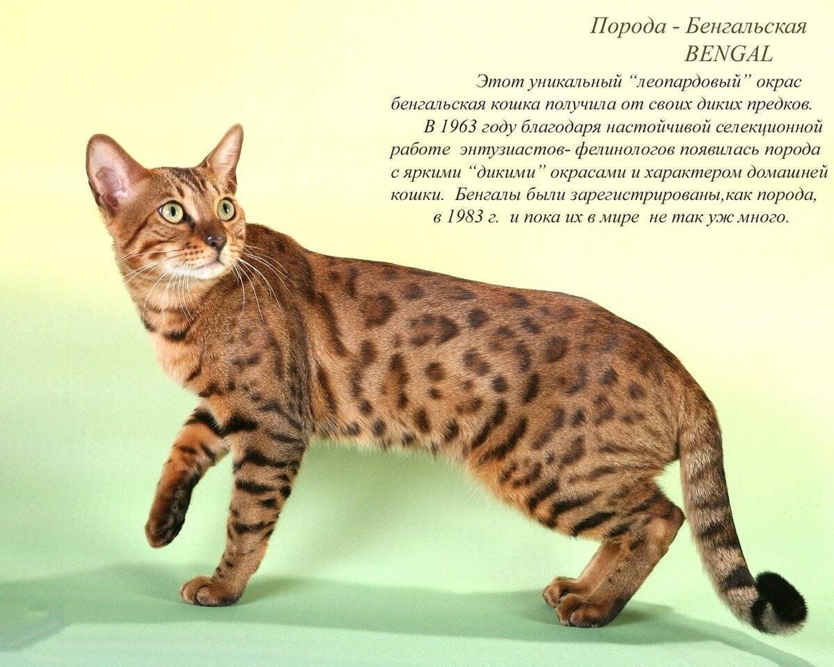 Самые редкие и уникальные породы кошек