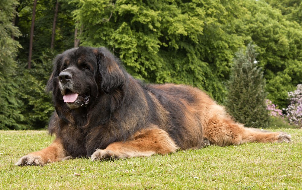 Большие собаки для квартиры: какие крупные породы подходят? милые здоровяки для детей