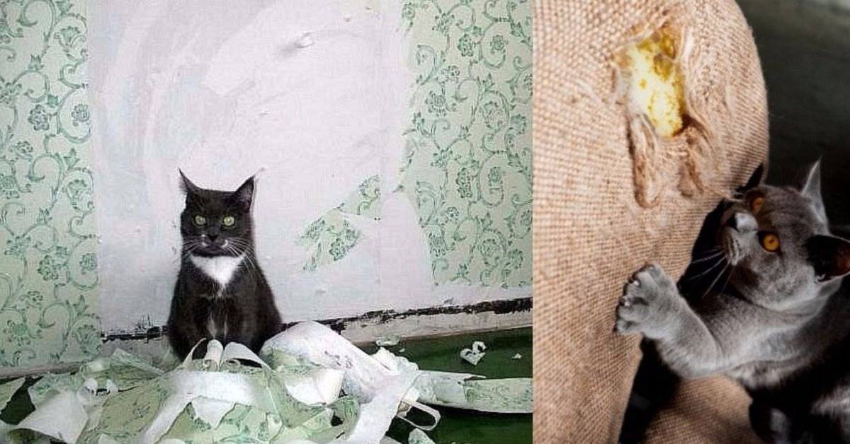 Как отучить кошку драть обои и мебель: советы для хозяина