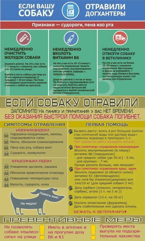 Отравление у кошки: ядами, бытовой химией, продуктами, цветами. симптомы, лечение | звери дома