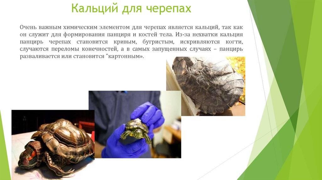 Как правильно содержать сухопутную черепаху