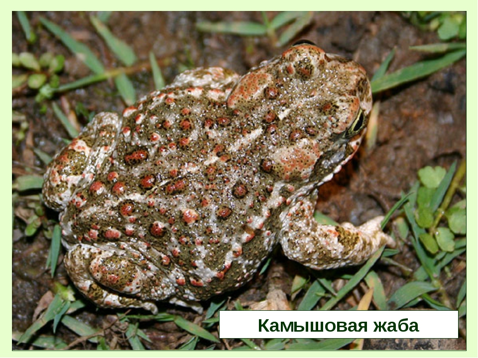 Камышовая жаба: описание, фото, где обитает, чем питается, размножение, интересные факты