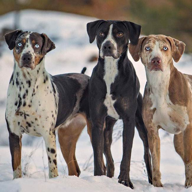 Отличительные черты, особенности ухода и содержания леопардовой собаки катахулы