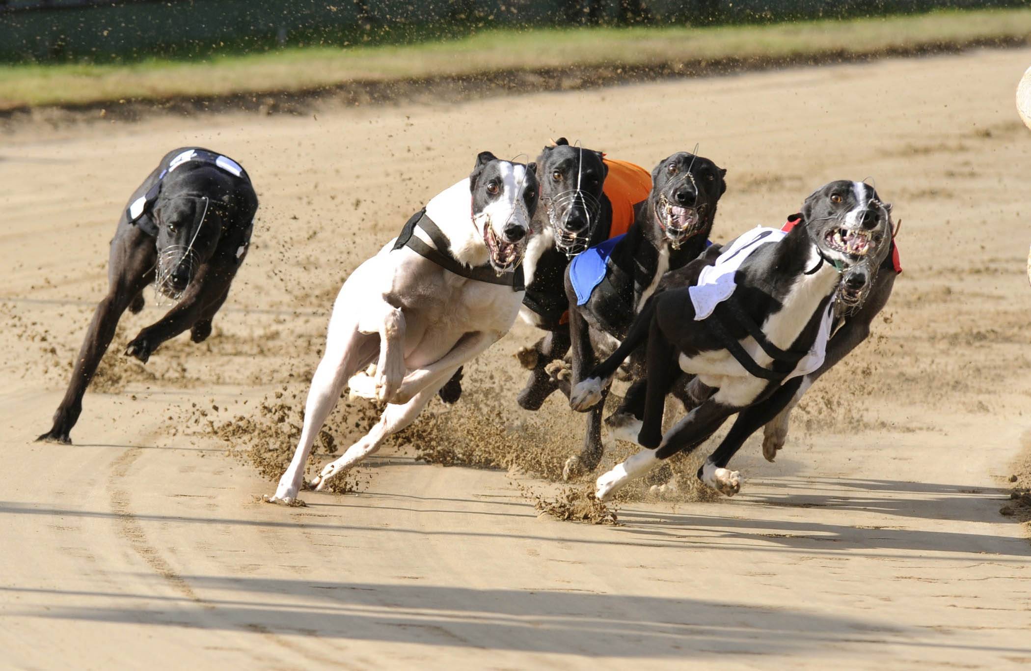 Профессиональный рейтинг из 10 самых быстрых беговых пород собак в мире