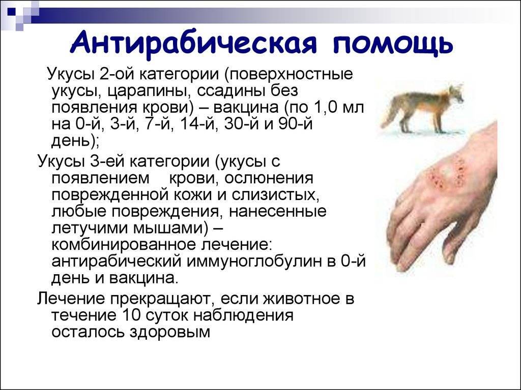 Почему кошка шипит и нападает на ребенка, что делать