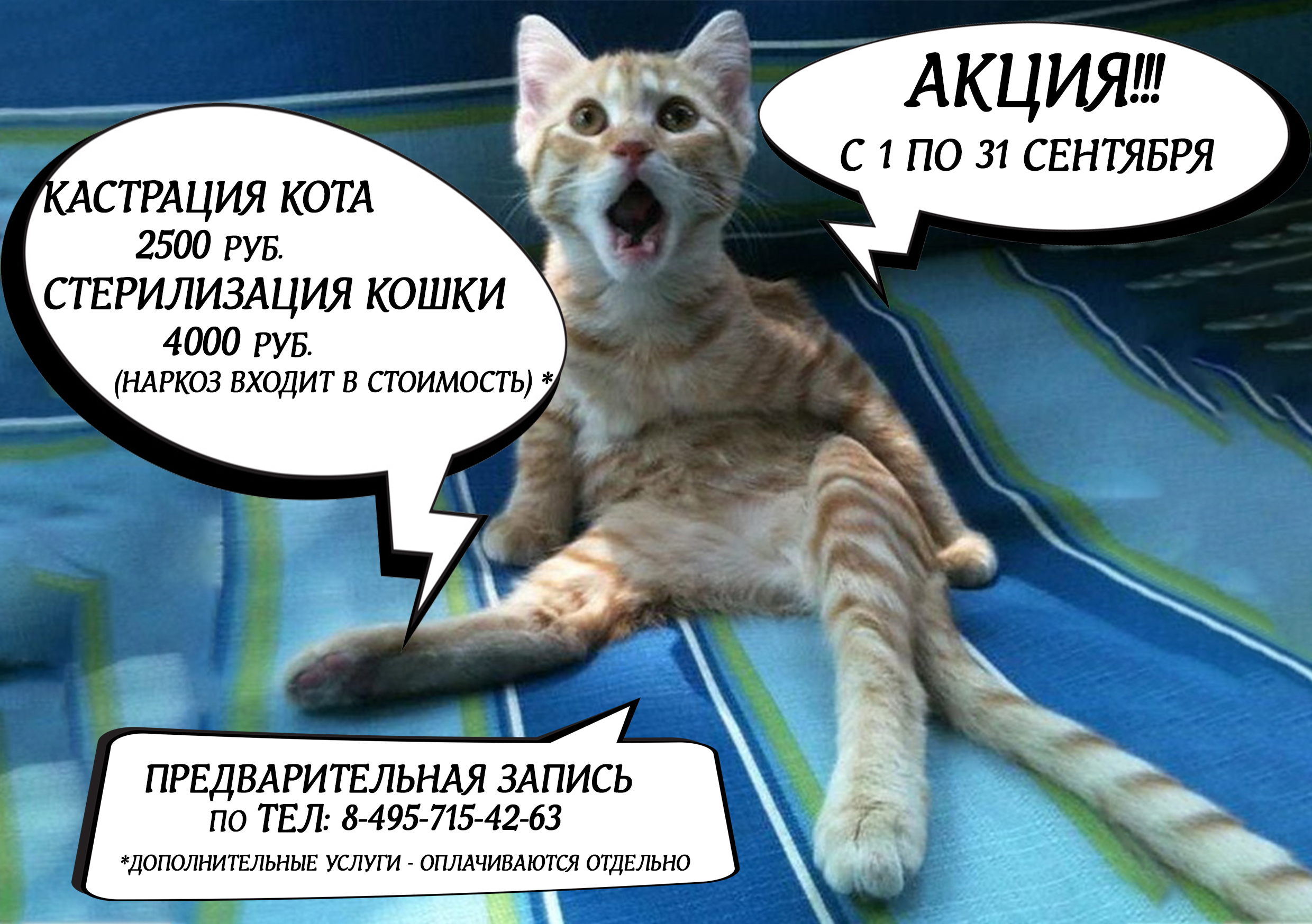 Кастрация: мифы и реальность - всё о кошках и котах