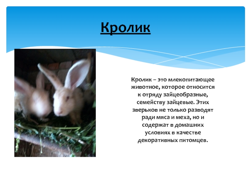 Являются ли кролики гризунами, к какому виду относятся эти животные