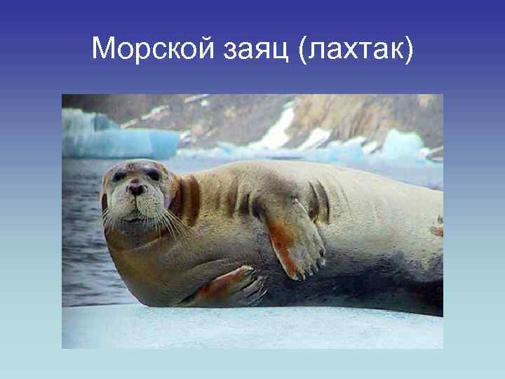 Польза и вред морского зайца, способы приготовления рыбы