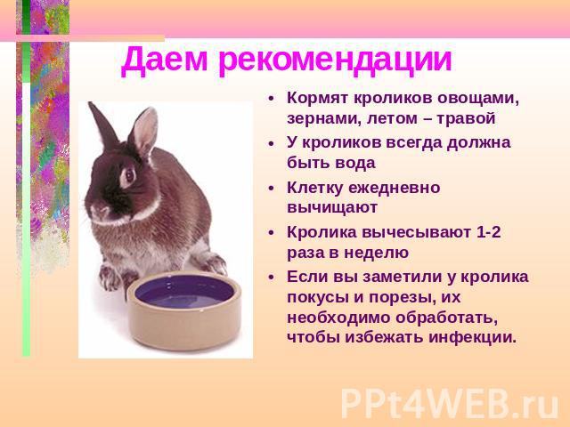 Можно ли кормить кроликов полынью: советы и видео