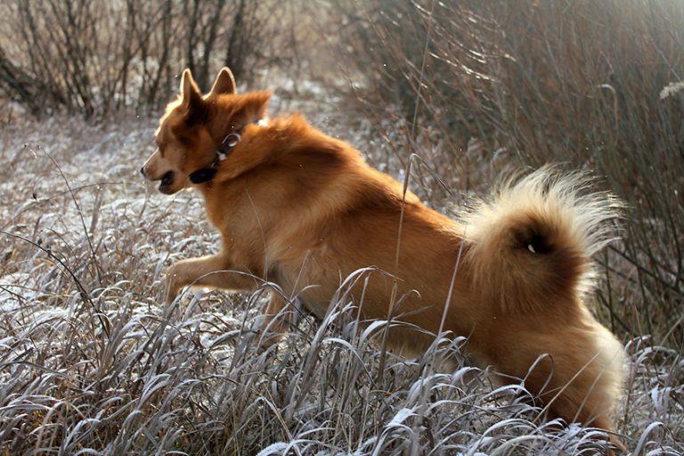 Карело-финская лайка — прирожденный охотник, верный друг и компаньон