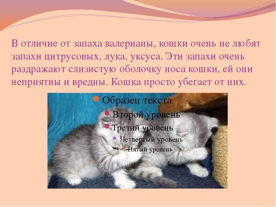 Какой запах не любят кошки: травы, эфирные масла, цитрусовые
