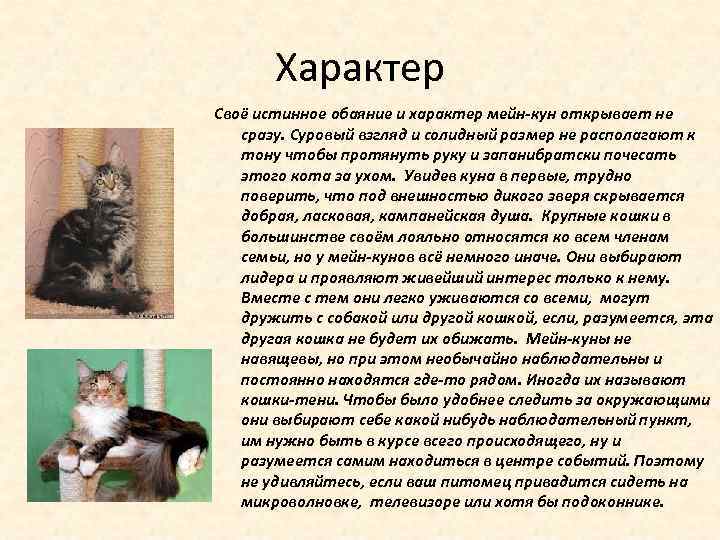 Мейн-кун кошка, описание породы, фото, характер, окрас, уход, история, здоровье