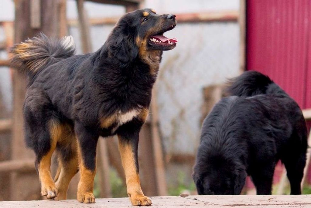 Монгольская овчарка: стандарт породы, внешний вид собаки с фото, уход за банхаром