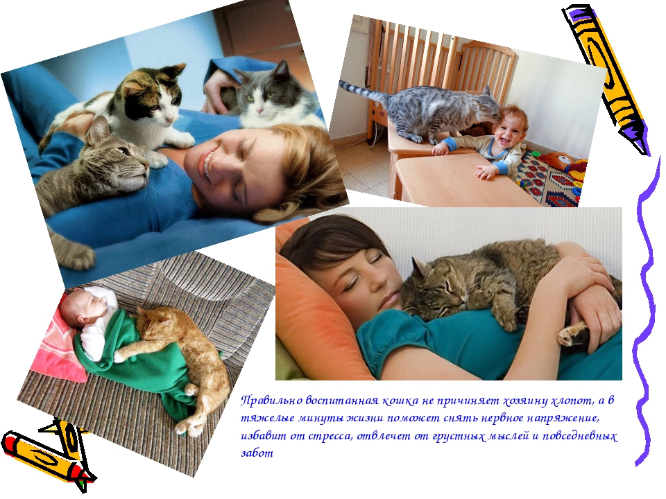 Как воспитывать котенка в домашних условиях: способы наказания и поощрения
