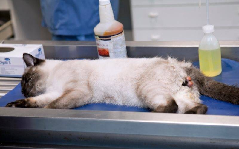 Кошка после стерилизации. есть вопросы!!! - страна мам