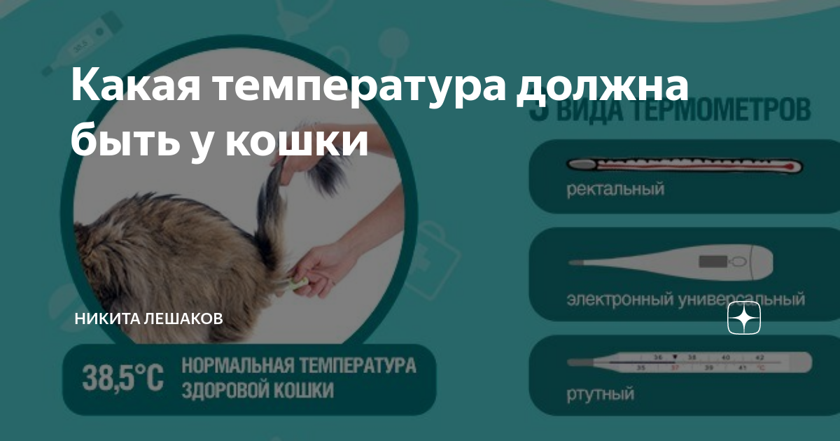 Как понять что у кошки температура. Нормальная температура у кошек. Какая температура у кошек. Норма температуры у кошек. Какая нормальная температура у кошек.