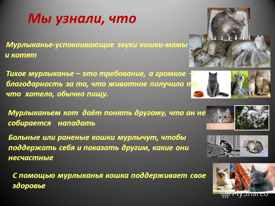 О чем разговаривают коты?