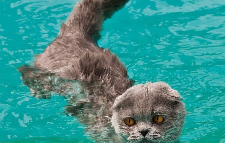 Породы кошек, которые любят воду — сайт эксперта по животным — howmeow