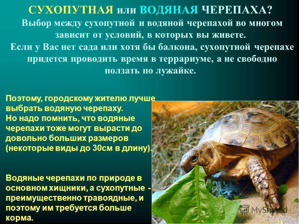 Как ухаживать и чем кормить сухопутную черепаху в домашних условиях - выбор террариума и рациона питания