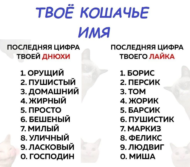 Имена кошек девочек русские: как выбрать, интересные варианты