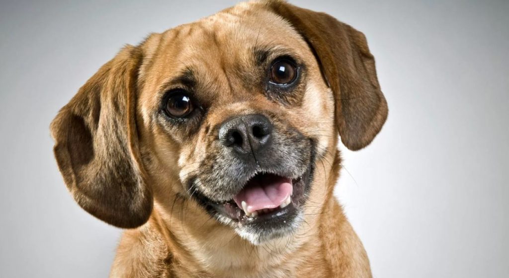 Пагль собака: описание породы, характер, фото, отзывы о пагли | petguru