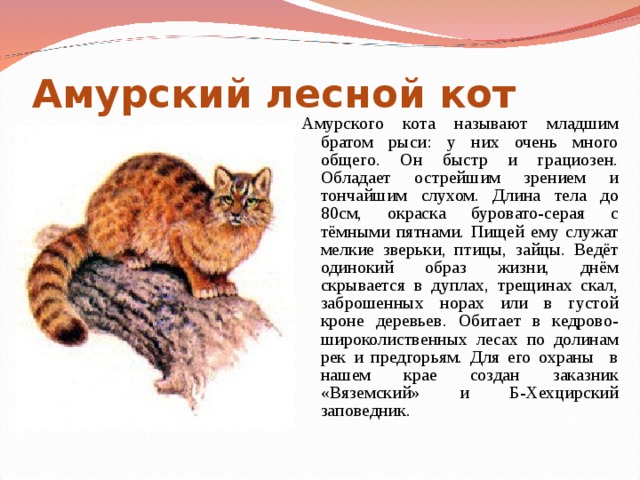 Амурский лесной кот – хищник немногим больше домашней кошки