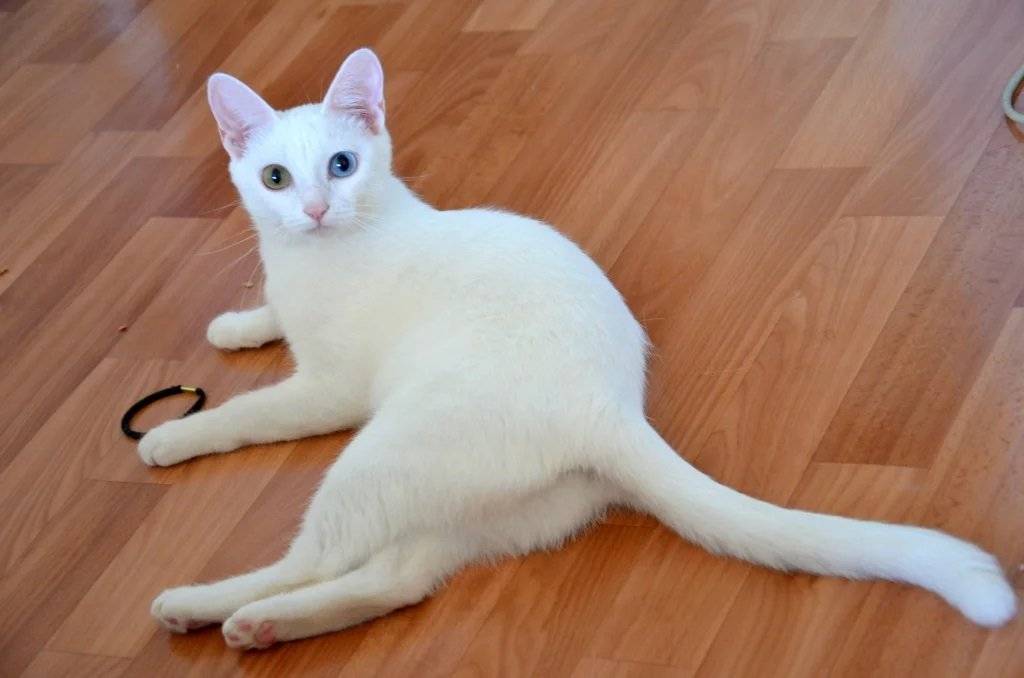 Анатолийская кошка – неприметная интеллектуалка