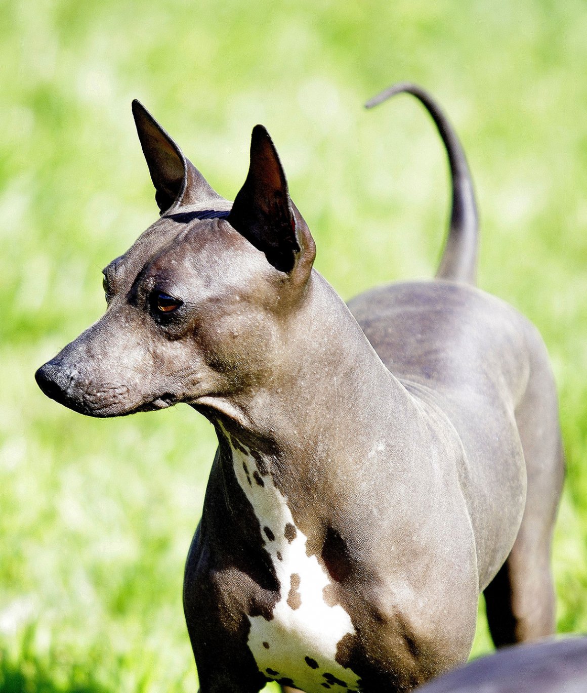 Американский голый или лысый терьер: описание породы и стоимость щенка