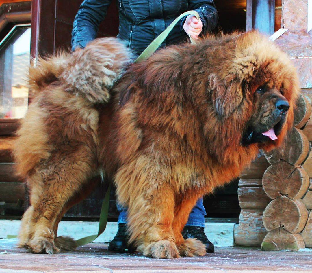 Интересно о самой большой в мире собаки: вес и рост тибетского мастифа