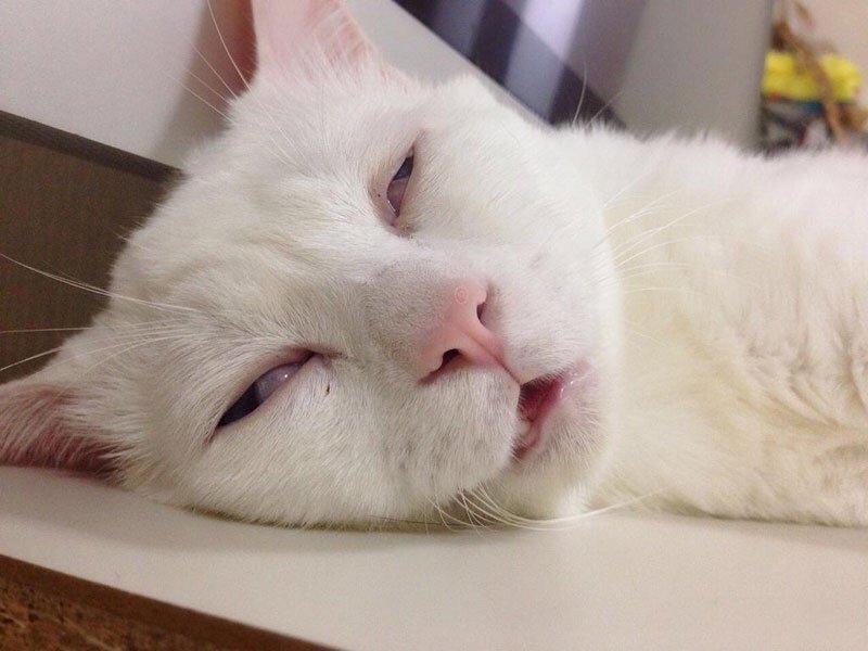 Почему кошки лезут вам в лицо, пока вы спите