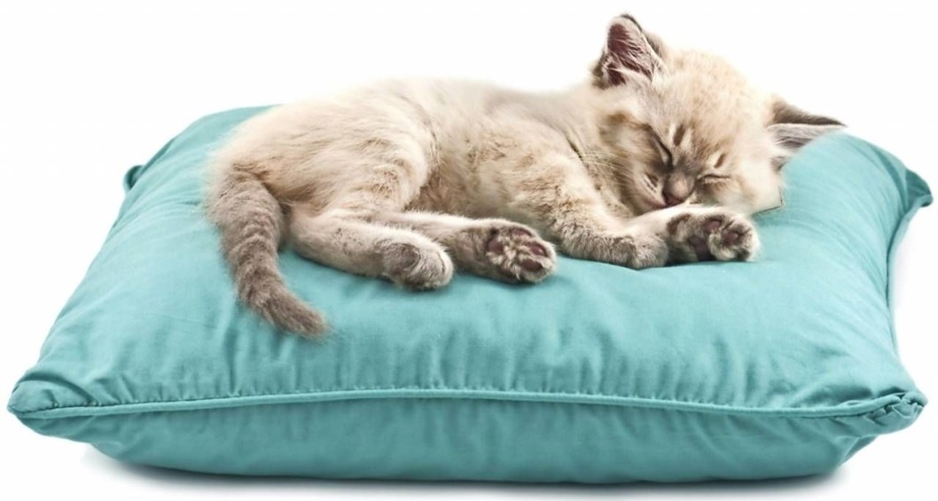 Почему кошка спит в голове на подушке у хозяина: причины, по которым кот ложится рядом с головой человека, приметы, способы отучить питомца от сна на голове у хозяйки