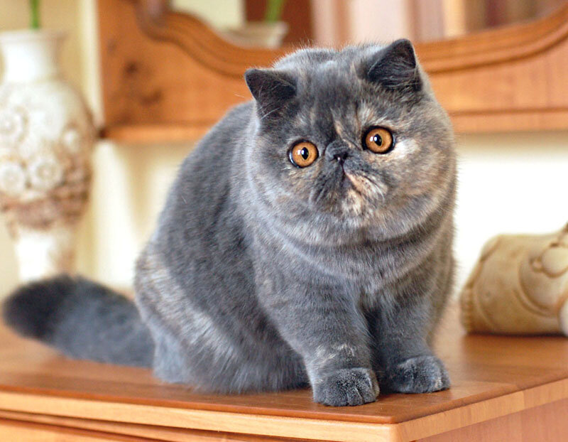 ᐉ 4 породы котов с приплюснутой мордой: плюсы и минусы, особенности ухода за кошками - kcc-zoo.ru