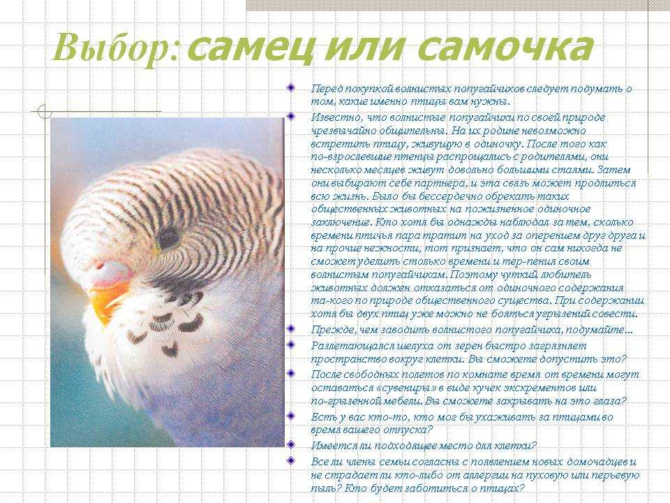 Как узнать возраст волнистого попугая